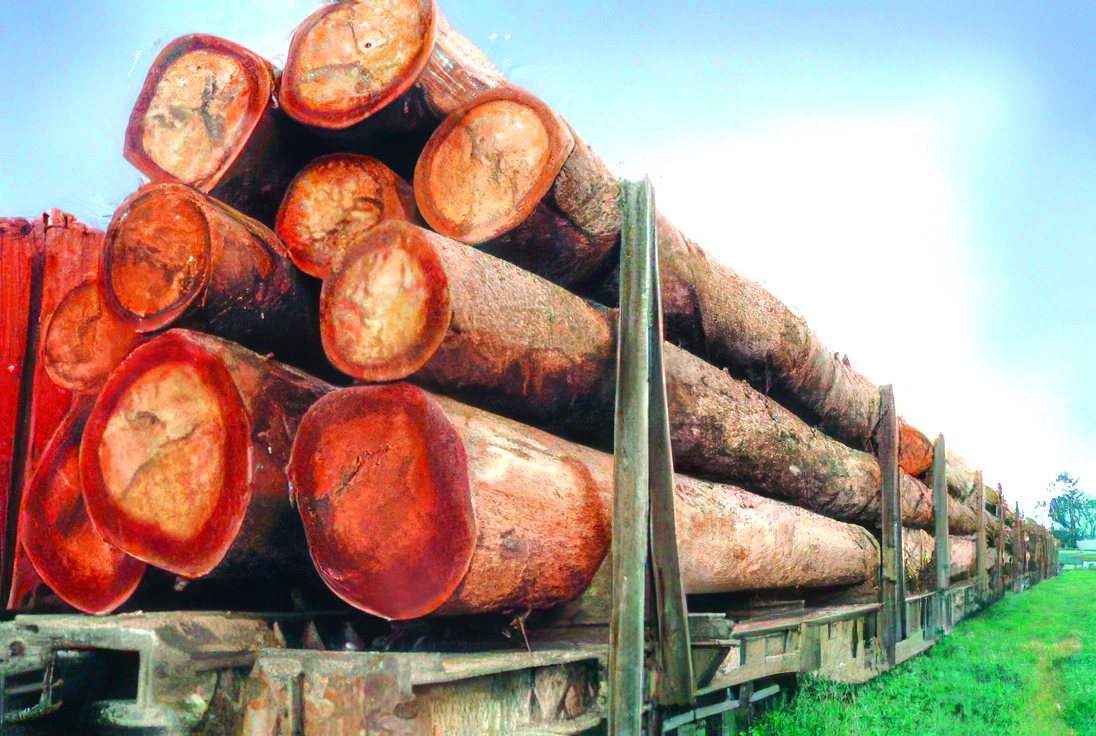 LE GABON ASSOUPLIT SA REGLEMENTATION SUR L’EXPLOITATION DU BOIS DE KEVAZINGO