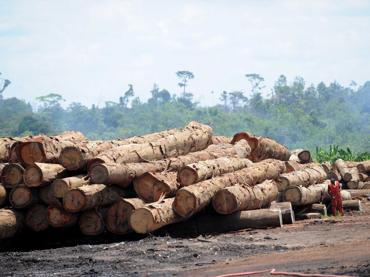 LE SECTEUR FORET-BOIS AU GABON : UNE RICHESSE DURABLE ET DES OPPORTUNITÉS ÉCONOMIQUES PROMETTEUSES