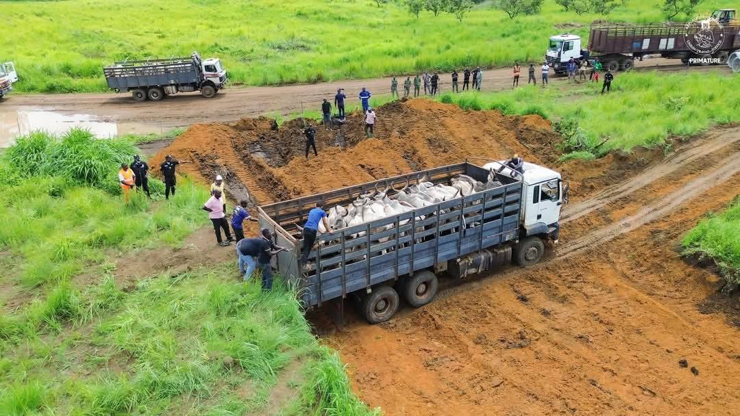 LA FILIÈRE BOVINE AU GABON : UNE RÉVOLUTION ÉCONOMIQUE EN MARCHE